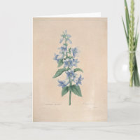 Campanula durch Redoute botanische Beileids-Karte