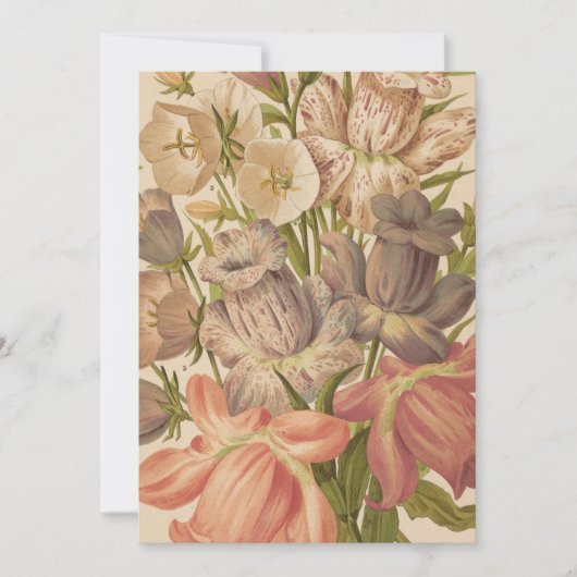 Campanula | George Nicholson (Vorderseite)