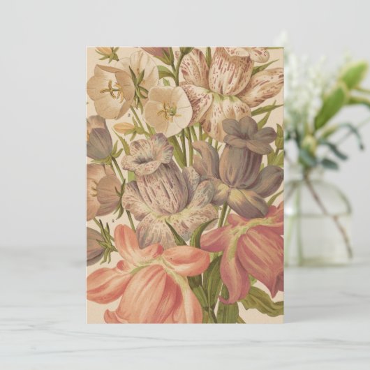 Campanula | George Nicholson (Stehend Vorderseite)