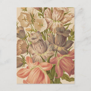 Campanula George Nicholson Postkarte