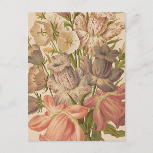 Campanula | George Nicholson Postkarte (Vorderseite)