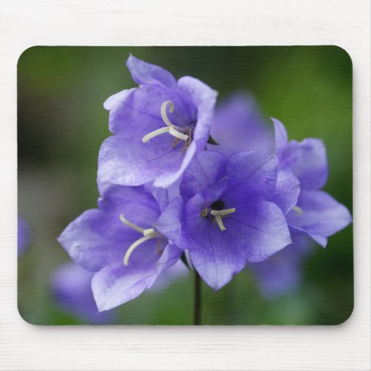 Campanula Mousepad (Vorne)