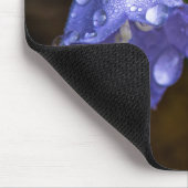 Campanula "Sarastro" (Blütenblume) Mousepad (Ecke)