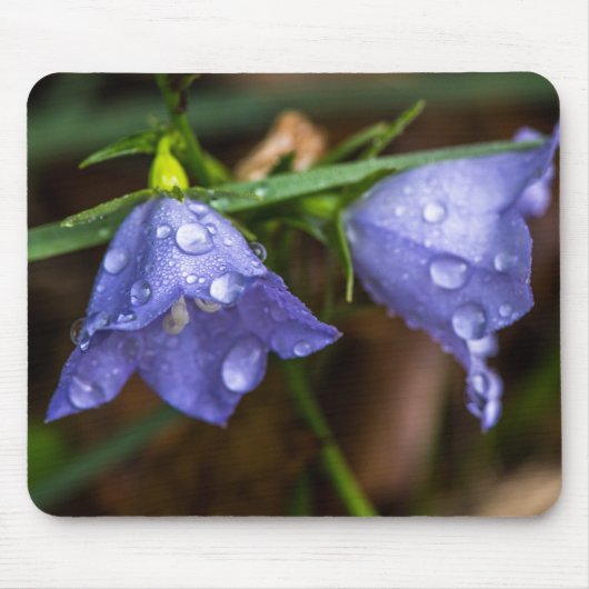 Campanula "Sarastro" (Blütenblume) Mousepad (Vorne)