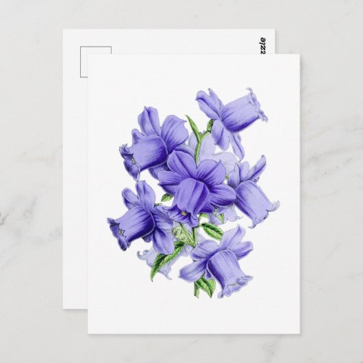 Campanula Vintage Botanical Postcard Postkarte (Vorne/Hinten)