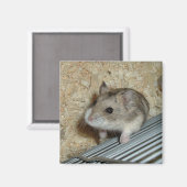 Campbells Hamster Magnet (Vorderseite/Rückseite)