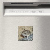Campbells Hamster Magnet (In Situ (Geschirrspüler))