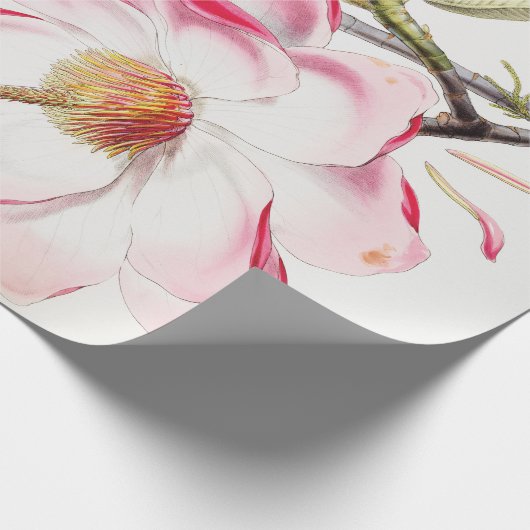 Campbell's Magnolia Geschenkpapier (Ecke)