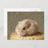 Campbells Zwarf Russischer Hamster, Argente Postkarte (Vorne/Hinten)
