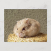 Campbells Zwarf Russischer Hamster, Argente Postkarte (Vorderseite)