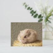 Campbells Zwarf Russischer Hamster, Argente Postkarte (Stehend Vorderseite)