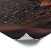 Campfire, Lantern, Führer der Pfoten Poster (Ecke)