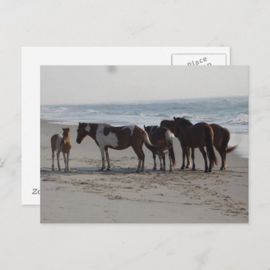 Camping auf der Insel Assateague Postkarte (Vorne/Hinten)