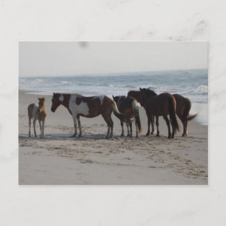 Camping auf der Insel Assateague Postkarte