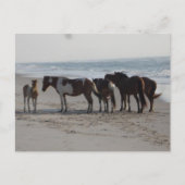 Camping auf der Insel Assateague Postkarte (Vorderseite)