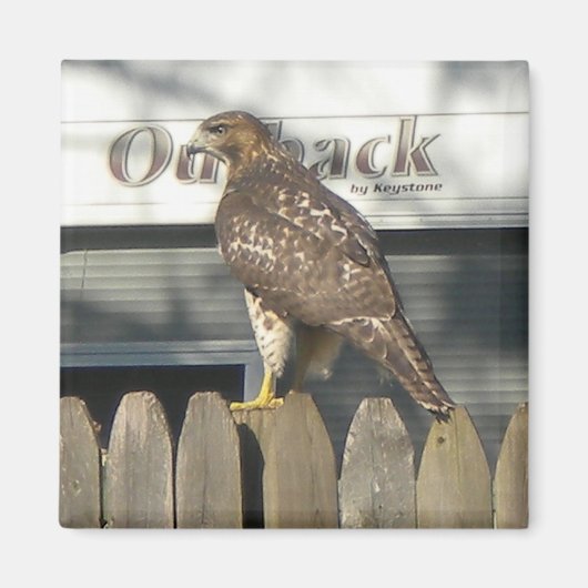 Camping Hawk Magnet (Vorne)