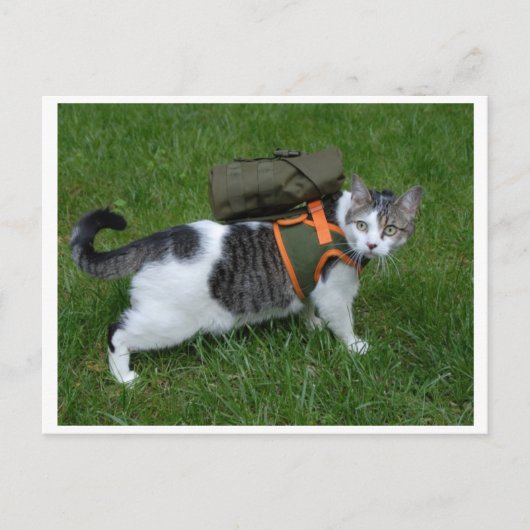 Camping Kitty Postkarte (Vorderseite)