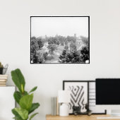 Campus, Amherst Uni, Amherst, Mass. c1905 Poster (Heimbüro)