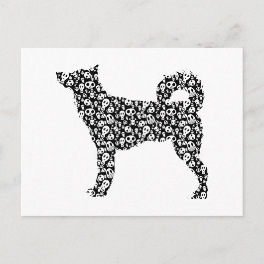 Canaan Dog Postkarte (Vorderseite)