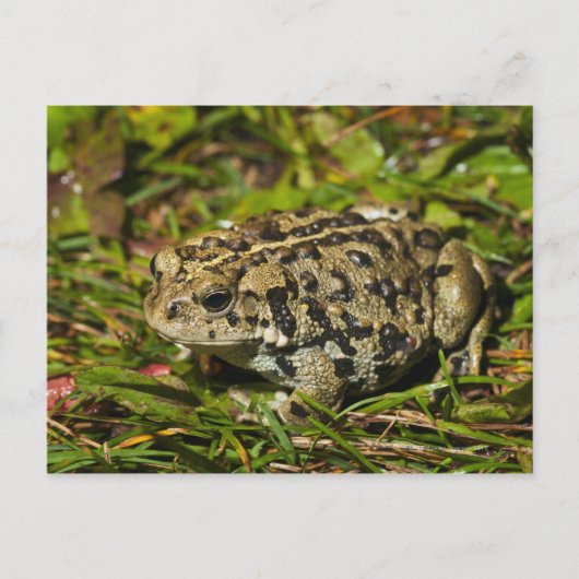 Canada 2 postkarte (Vorderseite)