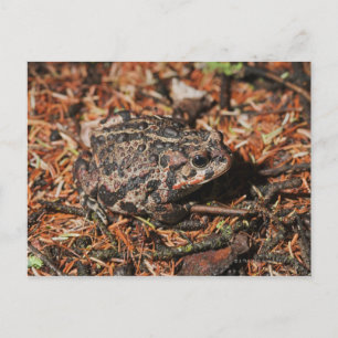 Canada 3 postkarte