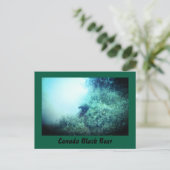 Canada Black Bear Postcard Postkarte (Stehend Vorderseite)