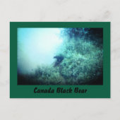 Canada Black Bear Postcard Postkarte (Vorderseite)