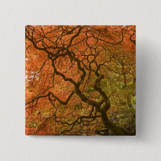 CANADA, British Columbia, Victoria. Herbst 2 Button (Vorderseite)