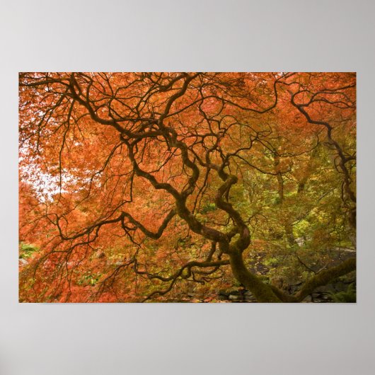 CANADA, British Columbia, Victoria. Herbst 2 Poster (Vorne)