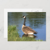 Canada Gans Animal Art Postcard Postkarte (Vorne/Hinten)