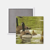 Canada Gänse and Goslings Magnet (Vorderseite/Rückseite)