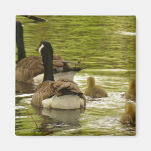 Canada Gänse and Goslings Magnet