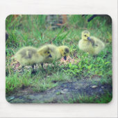 Canada Gänse Babies Nature Mousepad (Vorne)