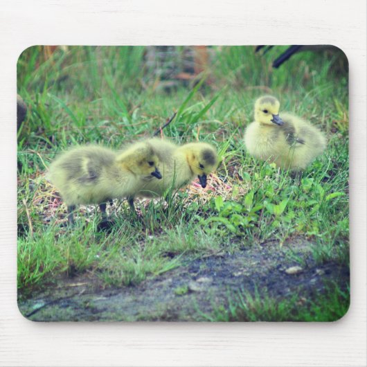 Canada Gänse Babies Nature Mousepad (Vorne)
