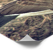 Canada Gänse Foto Poster (Ecke)