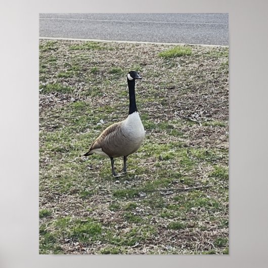 Canada Gänse Foto Poster (Vorne)