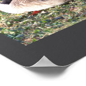 Canada Gänse Foto Poster (Ecke)