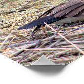 Canada Gänse Foto Poster (Ecke)