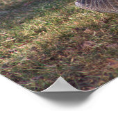 Canada Gänse Foto Poster (Ecke)