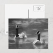 Canada Gänse Postcard Postkarte (Vorne/Hinten)