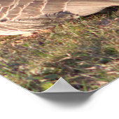 Canada Gänse Poster (Ecke)