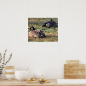 Canada Gänse Poster (Küche)