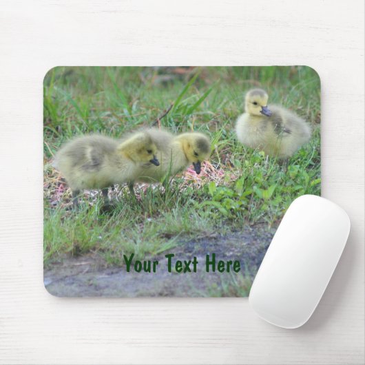 Canada Geese Babies Nature Foto Mousepad (Mit Mouse)