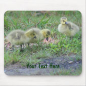 Canada Geese Babies Nature Foto Mousepad (Vorne)