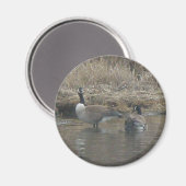 Canada Geese Magnet (Vorderseite/Rückseite)
