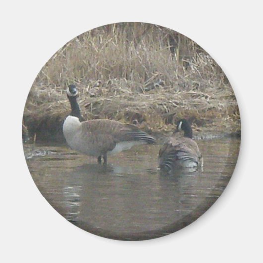 Canada Geese Magnet (Vorne)