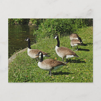 Canada Gese Beside Roath Park Lake, Cardiff. Postkarte