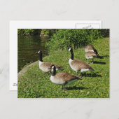Canada Gese Beside Roath Park Lake, Cardiff. Postkarte (Vorne/Hinten)