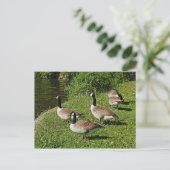 Canada Gese Beside Roath Park Lake, Cardiff. Postkarte (Stehend Vorderseite)