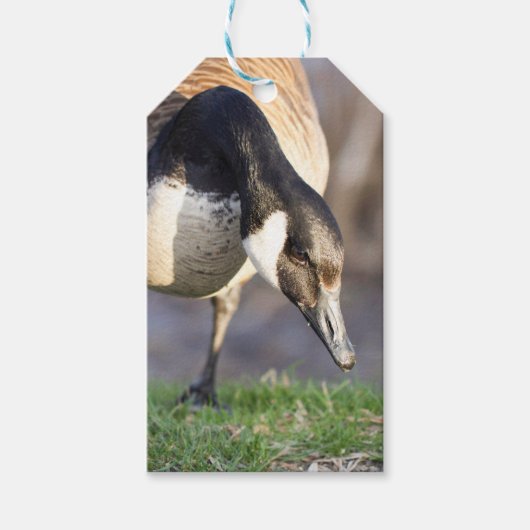 Canada Goos Geschenkanhänger (Vorderseite)